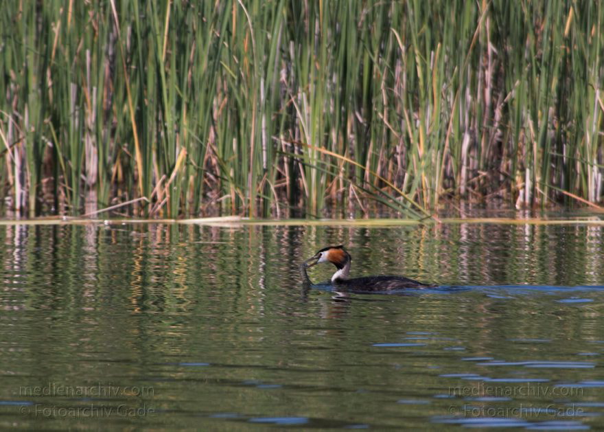 Mecklenburg-Vorpommern. Feldberger Seengebiet. Carwitz.
23. 6. 2006. Mecklenburg-Vorpommern. Feldberger Seengebiet. Carwitz. Fauna. Tiere. Wasservogel. Wasservögel. Haubentaucher mit erbeutetem Fisch im Schnabel auf dem Dreetzsee. Schilfgürtel.
Schlüsselwörter: birds;Carwitz;Fauna;Feldberger Seengebiet;Haubentaucher;Lappentaucher;Mecklenburg-Vorpommern;Podiceps cristatus;Tiere;Vogel;Vögel;Wasservogel;2006
