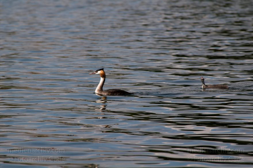 Mecklenburg-Vorpommern. Dreetzsee. Haubentaucher mit Nachwuchs. Küken.
17. 8. 2006. Mecklenburg-Vorpommern. Feldberger Seenlandschaft. Dreetzsee bei Carwitz. Fauna. Tiere. Wasservogel. Wasservögel. Haubentaucher mit Nachwuchs. Küken.
Schlüsselwörter: Carwitz;Fauna;Haubentaucher;Mecklenburg-Vorpommern;Tiere;Vogel;Vögel;Wasservogel;birds