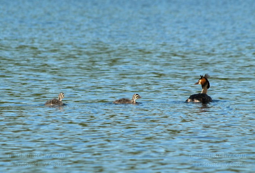 Mecklenburg-Vorpommern. Feldberger Seenlandschaft. Dreetzsee.
10. 6. 2009. Mecklenburg-Vorpommern. Feldberger Seenlandschaft. Dreetzsee. Fauna. Tiere. Vogel. Vögel. Haubentaucher mit Küken. Wasservogel.
Schlüsselwörter: birds;Carwitz;Dreetzsee;Feldberger-Seenlandschaft;Mecklenburg-Vorpommern;Vogel;Vögel;2009
