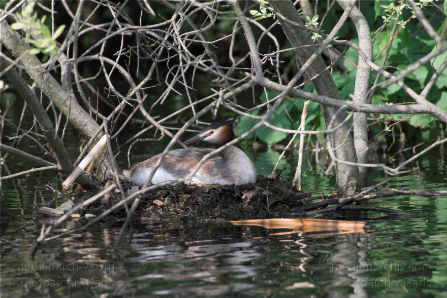 Berlin. Vogel. Brütender Haubentaucher im Nest.
24. 5. 2010. Berlin. Mitte. Plötzensee. Rehberger. Fauna Tiere. Vogel. Vögel. Brütender Haubentaucher im Nest.
Schlüsselwörter: Berlin;birds;Fauna;Haubentaucher;Nest;Tiere;Vogel;Vögel;2010