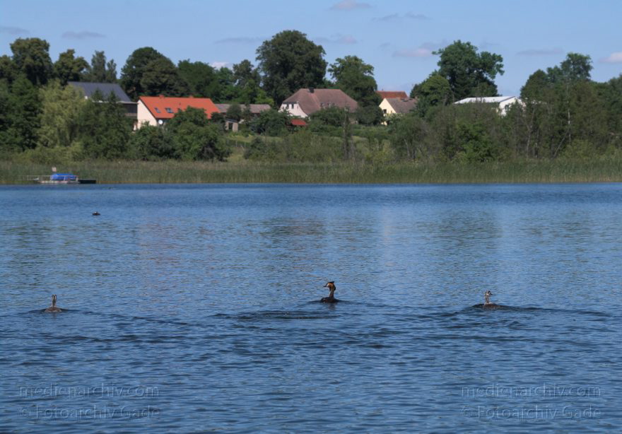 Mecklenburg-Vorpommern. Feldberger Seenlandschaft. Haubentaucher auf dem Dreetzsee.
27. 6. 2010. Mecklenburg-Vorpommern. Feldberger Seenlandschaft. Haubentaucher auf dem Dreetzsee. Mit Küken.
Schlüsselwörter: birds;Carwitz;Fauna;Feldberger Seenlandschaft;Haubentaucher;Mecklenburg-Vorpommern;Podiceps cristatus;Tiere;Vogel;Vögel;Wasservogel;2010