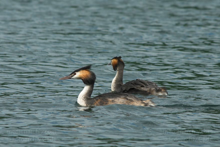 Mecklenburg-Vorpommern. Feldberger Seenlandschaft. Carwitz. Vogel. Wasservogel. Haubentaucher auf dem Dreetzsee.
7. 7. 2010. Mecklenburg-Vorpommern. Feldberger Seenlandschaft. Carwitz. Fauna. Tiere. Vogel. Vögel. Wasservogel. Haubentaucher auf dem Dreetzsee.
Schlüsselwörter: birds;Carwitz;Dreetzsee;Fauna;Feldberger-Seenlandschaft;Haubentaucher;Mecklenburg-Vorpommern;Tiere;Vogel;Vögel;Wasservogel;2010