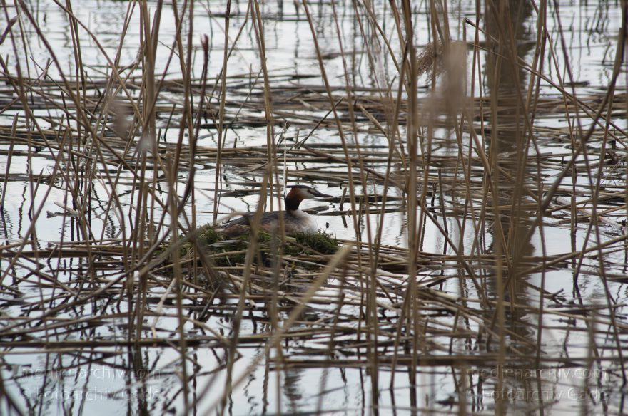 Tegel. Fauna. Vogel. Brütender Haubentaucher im Nest. (Podiceps cristatus)
14. 4. 2012. Berlin. Mitte. Plötzensee. Rehberger. Fauna Tiere. Vogel. Vögel. Brütender Haubentaucher im Nest. (Podiceps cristatus)
Schlüsselwörter: Berlin;birds;Fauna;Haubentaucher;Nest;Podiceps cristatus;Tiere;Vogel;Vögel;2012