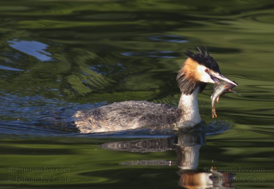 Vogel. Haubentaucher. (Podiceps cristatus)
6. 7. 2014. Berlin. Tegeler See. Vogel. Haubentaucher (Podiceps cristatus) mit kleinem Barsch. Fisch
Schlüsselwörter: Berlin;Fauna;Haubentaucher;Podiceps cristatus;Tegeler See;Tiere;2014;Vogel