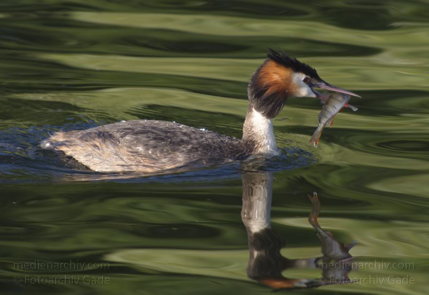 Vogel. Haubentaucher. (Podiceps cristatus)
6. 7. 2014. Berlin. Tegeler See. Vogel. Haubentaucher (Podiceps cristatus) mit kleinem Barsch. Fisch
Schlüsselwörter: Berlin;Fauna;Haubentaucher;Podiceps cristatus;Tegeler See;Tiere;2014;Vogel