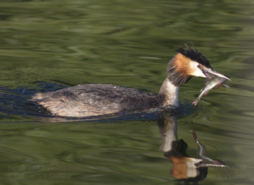 Vogel. Haubentaucher. (Podiceps cristatus)
6. 7. 2014. Berlin. Tegeler See. Vogel. Haubentaucher (Podiceps cristatus) mit kleinem Barsch. Fisch
Schlüsselwörter: Berlin;Fauna;Haubentaucher;Podiceps cristatus;Tegeler See;Tiere;2014;Vogel
