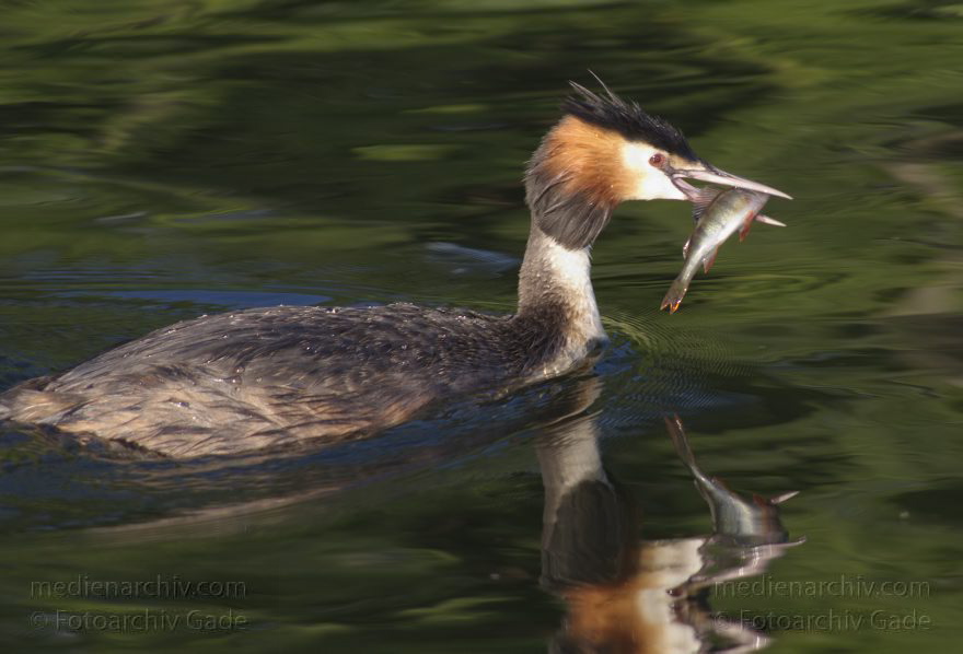 Vogel. Haubentaucher. (Podiceps cristatus)
6. 7. 2014. Berlin. Tegeler See. Vogel. Haubentaucher (Podiceps cristatus) mit kleinem Barsch. Fisch
Schlüsselwörter: Berlin;Fauna;Haubentaucher;Podiceps cristatus;Tegeler See;Tiere;2014;Vogel