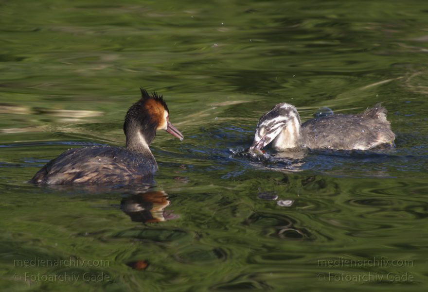 Vogel. Haubentaucher. (Podiceps cristatus)
6. 7. 2014. Berlin. Tegeler See. Vogel. Ein Haubentaucher (Podiceps cristatus) füttert ein Junges
Schlüsselwörter: Berlin;Fauna;Haubentaucher;Podiceps cristatus;Tegeler See;Tiere;2014;Vogel
