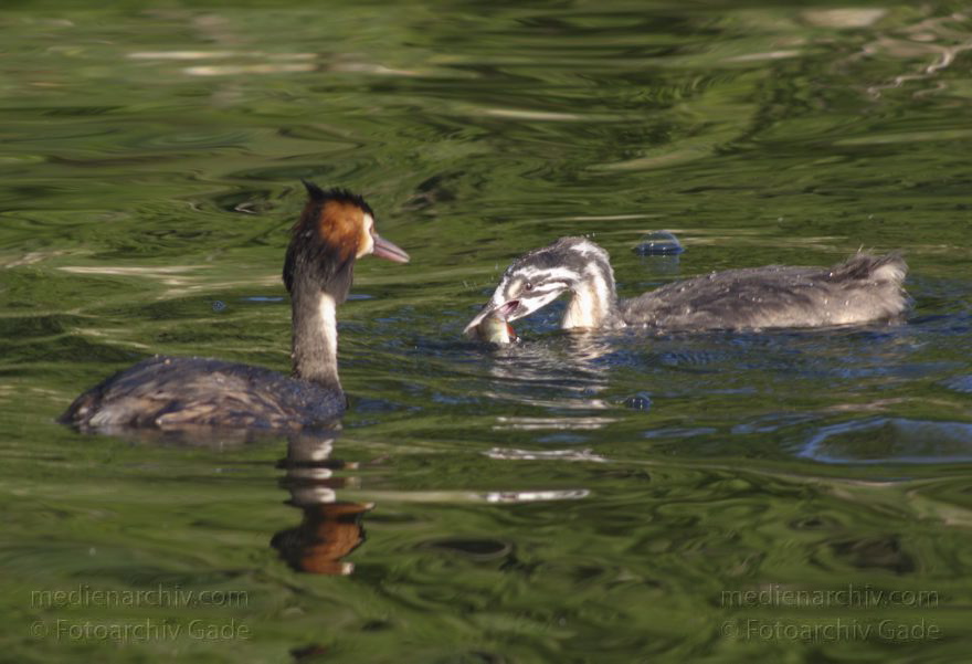 Vogel. Haubentaucher. (Podiceps cristatus)
6. 7. 2014. Berlin. Tegeler See. Vogel. Ein Haubentaucher (Podiceps cristatus) füttert ein Junges
Schlüsselwörter: Berlin;Fauna;Haubentaucher;Podiceps cristatus;Tegeler See;Tiere;2014;Vogel