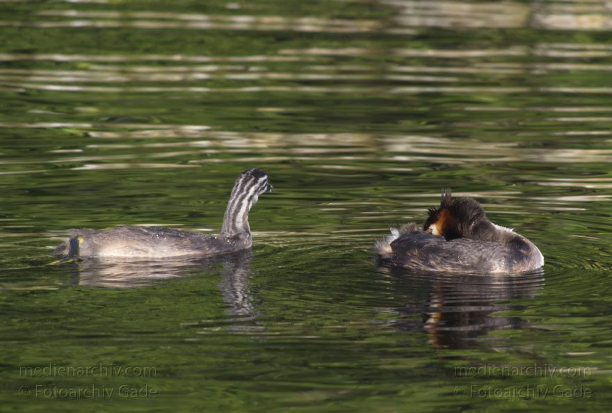 Vogel. Haubentaucher. (Podiceps cristatus)
6. 7. 2014. Berlin. Tegeler See. Vogel. Haubentaucher. (Podiceps cristatus)
Schlüsselwörter: Berlin;Fauna;Haubentaucher;Podiceps cristatus;Tegeler See;Tiere;2014;Vogel