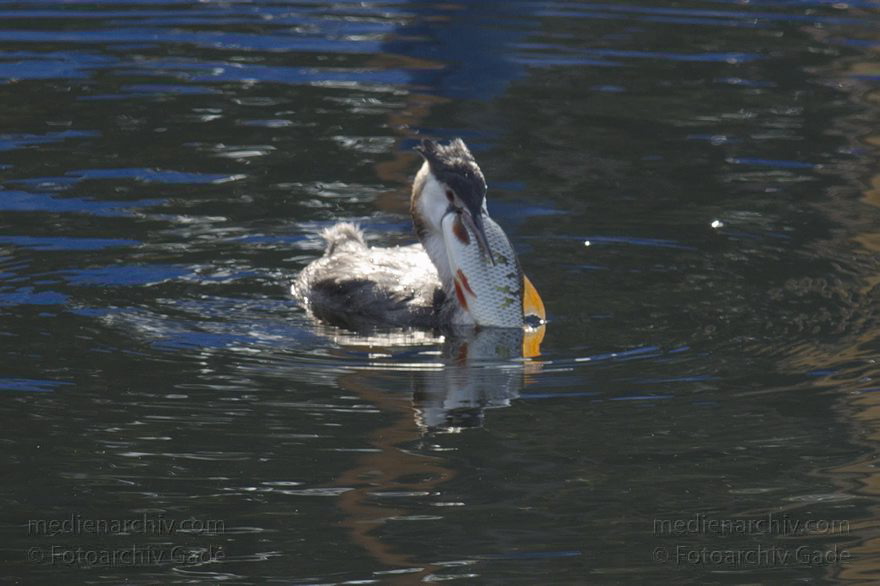 Haubentaucher mit Beute. Gefangener Fisch
5. 10. 2014. Berlin. Reinickendorf. Tegeler See. Vogel. Haubentaucher mit Beute. Gefangener Fisch
Schlüsselwörter: 2014;Berlin;Beute;Fisch;Haubentaucher;Tegeler See