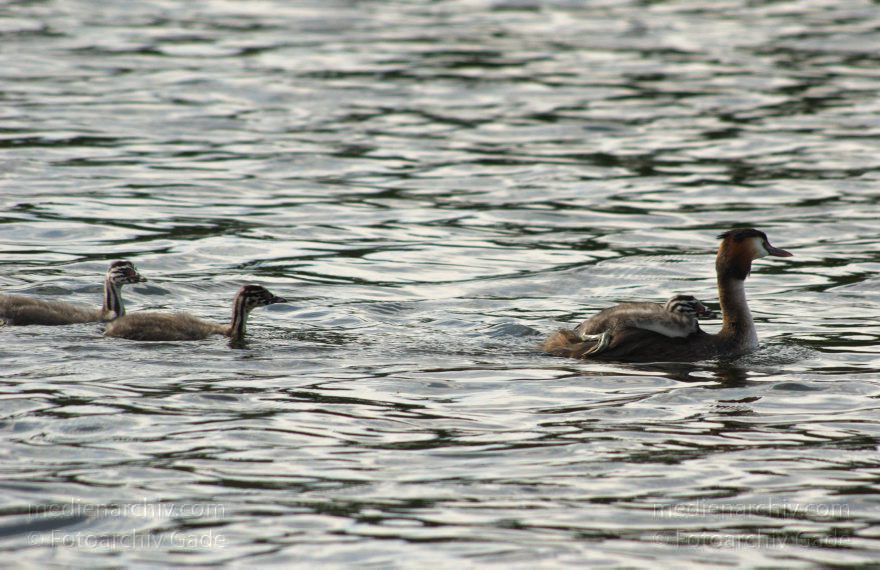 Haubentaucher auf dem Tegeler See
15. 7. 2015. Berlin.  Tegeler See. Fauna. Vogel. Haubentaucher. (Podiceps cristatus)
Schlüsselwörter: 2015;Berlin;Fauna;Haubentaucher;Podiceps cristatus;Reinickendorf;Tegel;Tegeler See;Tier;Vogel