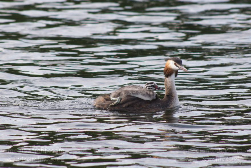 Haubentaucher auf dem Tegeler See
15. 7. 2015. Berlin.  Tegeler See. Fauna. Vogel. Haubentaucher. (Podiceps cristatus)
Schlüsselwörter: 2015;Berlin;Fauna;Haubentaucher;Podiceps cristatus;Reinickendorf;Tegel;Tegeler See;Tier;Vogel
