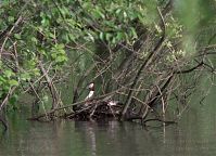 Vogel-Hauben20100516-14.jpg