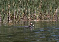 Vogel-Haubentaucher-20060623-10.jpg