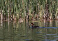 Vogel-Haubentaucher-20060623-12.jpg