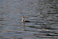 Vogel-Haubentaucher-20060817-10.jpg