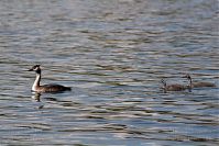 Vogel-Haubentaucher-20060817-11.jpg