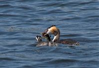Vogel-Haubentaucher-20080807-01.jpg