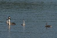 Vogel-Haubentaucher-20090523-16.jpg