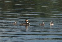 Vogel-Haubentaucher-20090523-18.jpg
