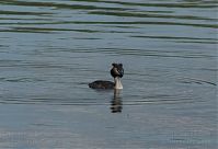Vogel-Haubentaucher-20090523-19.jpg