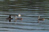 Vogel-Haubentaucher-20090523-20.jpg