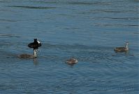 Vogel-Haubentaucher-20090523-22.jpg