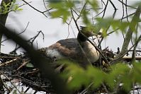 Vogel-Haubentaucher-20100522-24.jpg