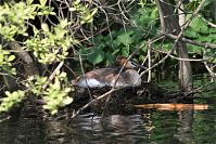 Vogel-Haubentaucher-20100524-28.jpg