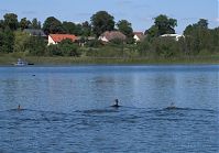 Vogel-Haubentaucher-20100627-54.jpg