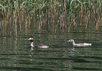 Dateiname=Vogel-Haubentaucher-20100628-42.jpg
Dateigröße=237KB
Abmessungen: 880x615
hinzugefügt am: 06. Januar 2016 Vogel-Haubentaucher-20100628-42.jpg