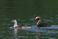 Dateiname=Vogel-Haubentaucher-20100628-45.jpg
Dateigröße=143KB
Abmessungen: 880x595
hinzugefügt am: 06. Januar 2016 Vogel-Haubentaucher-20100628-45.jpg