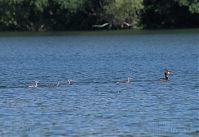 Dateiname=Vogel-Haubentaucher-20100628-50.jpg
Dateigröße=158KB
Abmessungen: 880x603
hinzugefügt am: 06. Januar 2016 Vogel-Haubentaucher-20100628-50.jpg