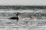 Vogel-Haubentaucher-20100630-24.jpg