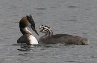 Vogel-Haubentaucher-20100630-27.jpg
