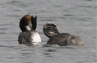 Vogel-Haubentaucher-20100630-28.jpg