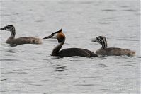 Vogel-Haubentaucher-20100630-29.jpg