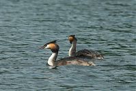 Vogel-Haubentaucher-20100707-100.jpg