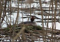 Vogel-Haubentaucher-20120414-206.jpg