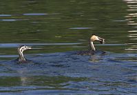 Vogel-Haubentaucher-20120918-118.jpg