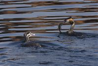 Vogel-Haubentaucher-20120918-119.jpg