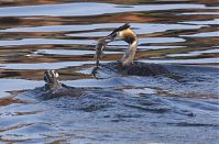 Vogel-Haubentaucher-20120918-120.jpg