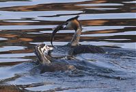 Vogel-Haubentaucher-20120918-121.jpg