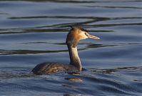Vogel-Haubentaucher-20130723-104.jpg
