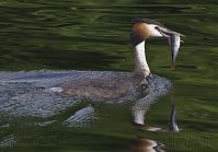 Dateiname=Vogel-Haubentaucher-20130726-100.jpg
Dateigröße=147KB
Abmessungen: 880x612
hinzugefügt am: 06. Januar 2016 Vogel-Haubentaucher-20130726-100.jpg