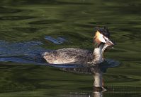 Dateiname=Vogel-Haubentaucher-20140706-142.jpg
Dateigröße=134KB
Abmessungen: 880x608
hinzugefügt am: 06. Januar 2016 Vogel-Haubentaucher-20140706-142.jpg