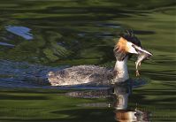 Vogel-Haubentaucher-20140706-143.jpg