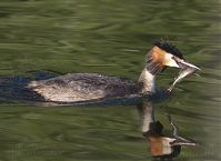 Vogel-Haubentaucher-20140706-146.jpg
