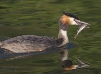 Dateiname=Vogel-Haubentaucher-20140706-147.jpg
Dateigröße=142KB
Abmessungen: 880x638
hinzugefügt am: 06. Januar 2016 Vogel-Haubentaucher-20140706-147.jpg